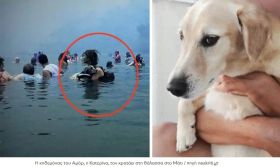 Μάτι: Πέθανε ο Αμόρ, ο σκύλος που μαζί με την κηδεμόνα του έγιναν σύμβολο της τραγωδίας