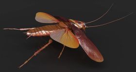 Εφιάλτης οι ιπτάμενες κατσαρίδες στην Αττική