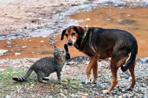 Πρόγραμμα περίθαλψης αδέσποτων ζώων στον Δήμο Ηλιούπολης.