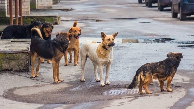 Σκληρή απάντηση ζωοφιλικής συνομοσπονδίας στο ΥΠΕΣ για τα καταφύγια αδέσποτων