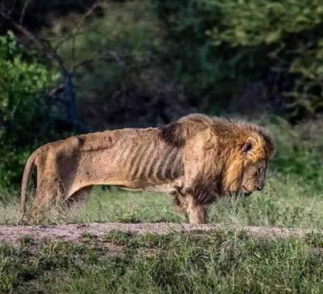 Έτσι μοιάζει ένας βασιλιάς στις τελευταίες στιγμές της ζωής του.